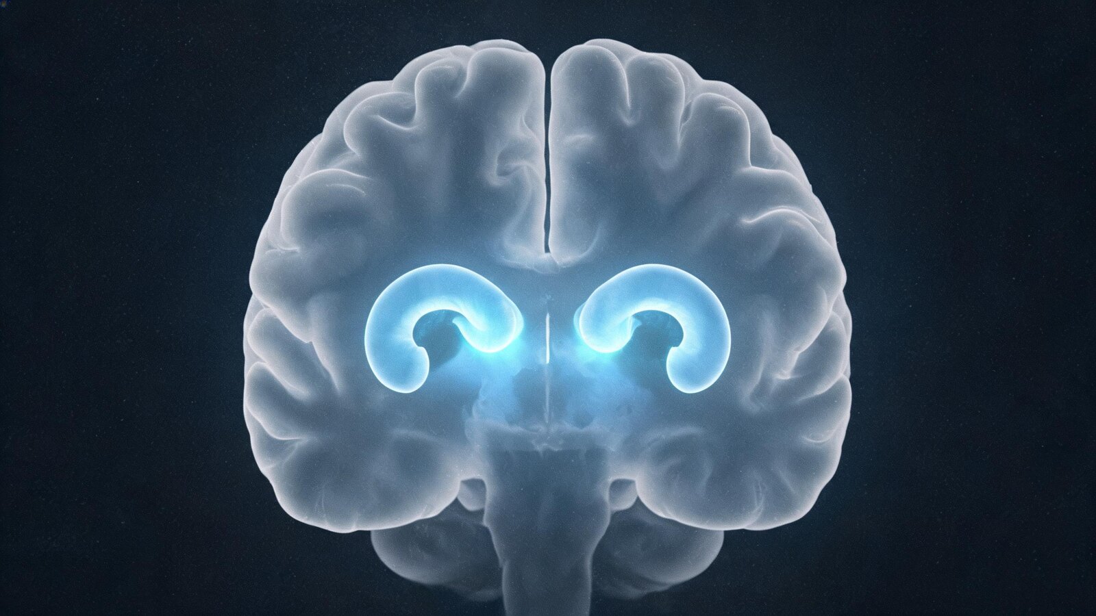 The paired, seahorse-shaped hippocampal structures deep within the brain